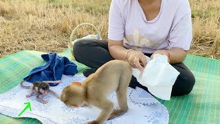 Lil DAM Laying Down Get Amazed To Tiny Baby Monkey Shiba Learn Walk