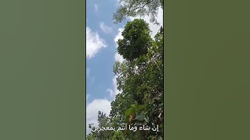 سورة هود/القارى اسلام صبحي#تلاوة_خاشعة #قران_كريم