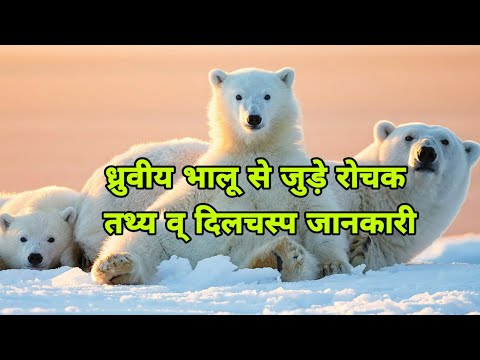 ध्रुवीय भालू से जुड़े रोचक तथ्य व् दिलचस्प जानकारी || Polar Bear Facts in Hindi 2020