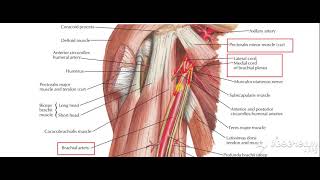Brachial artery relations to nerves