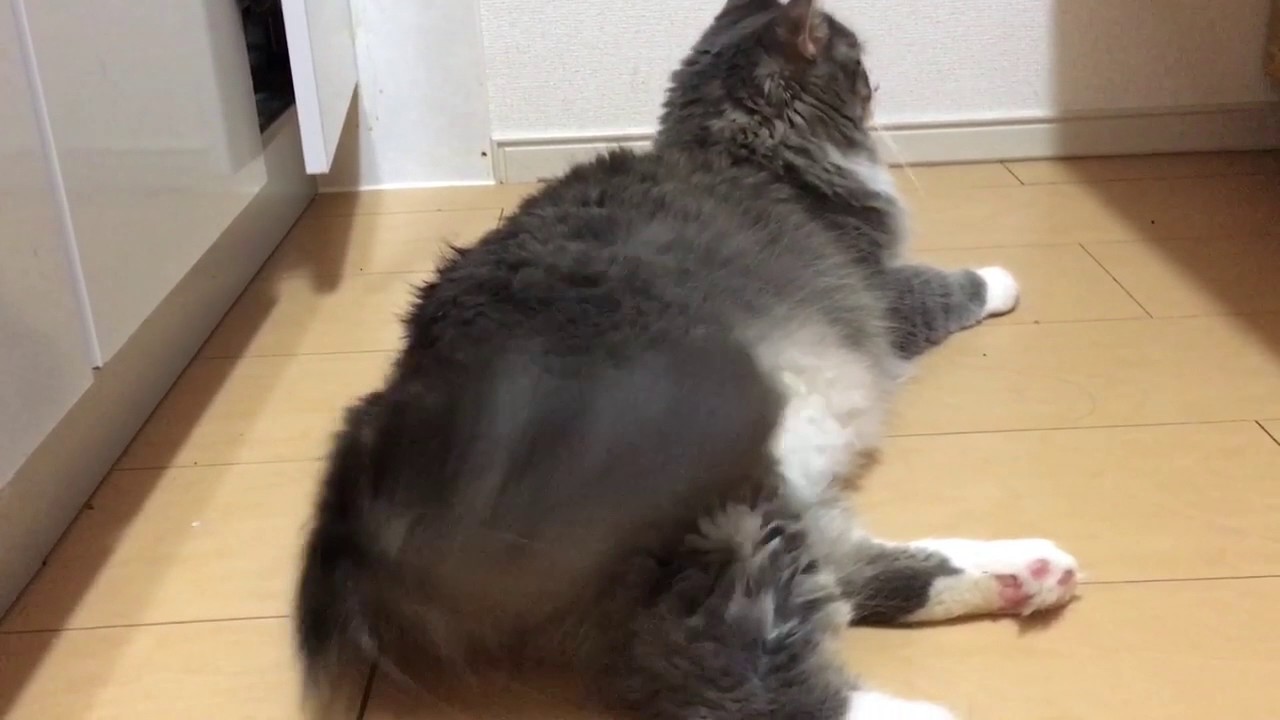 尻尾を床に叩きつける猫 ノルウェージャンフォレストキャットa Cat Hits A Tail On The Floor Norwegian Forest Cat Youtube