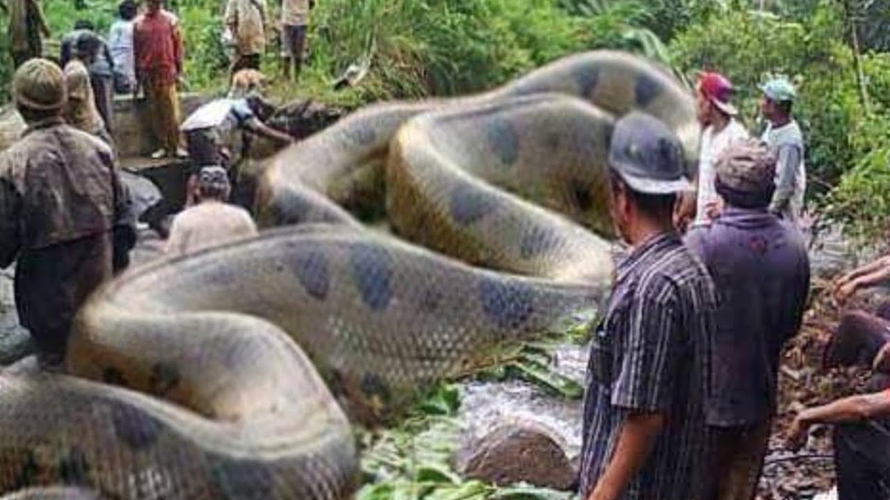 As 10 Maiores Cobras do Mundo