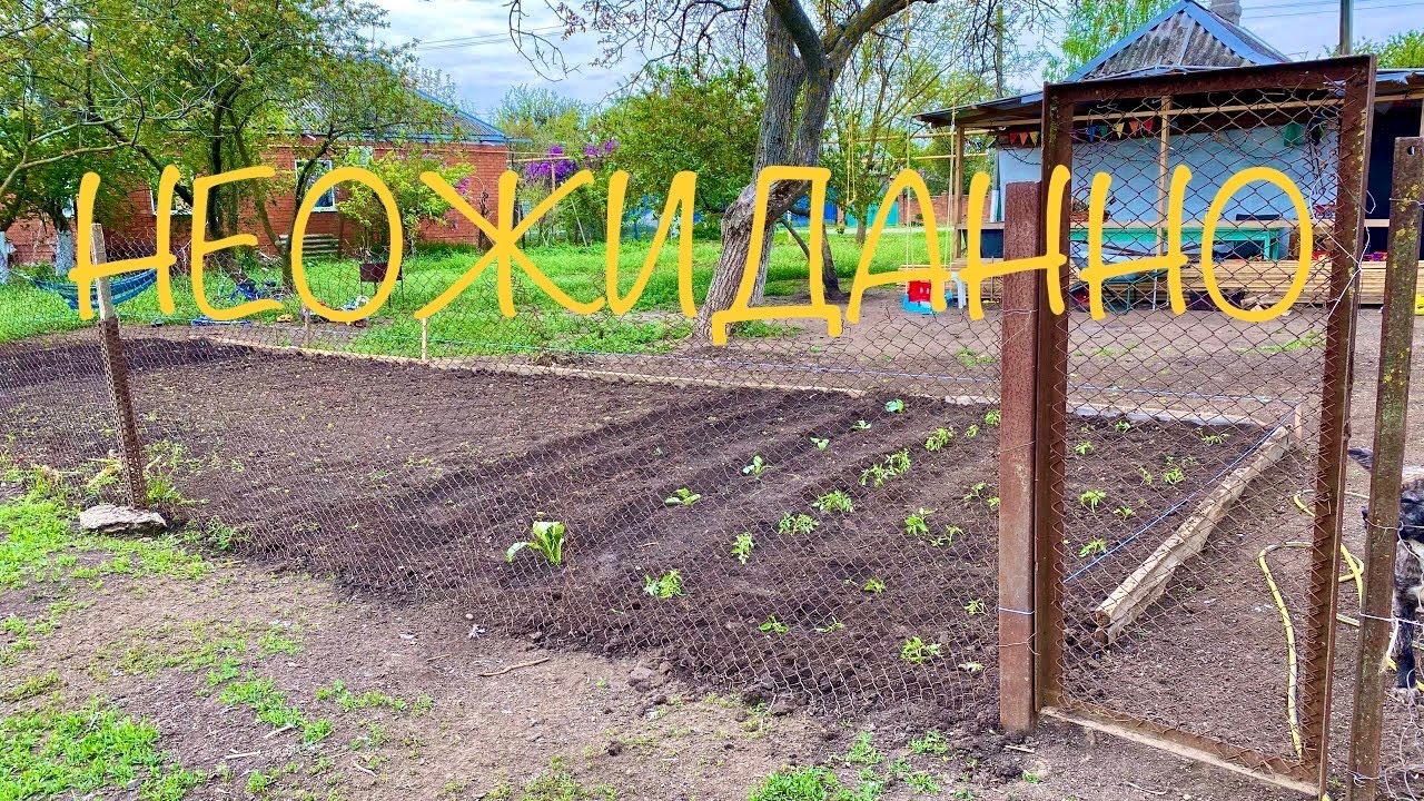 летом у нас на грядках появились темно. медведка в теплице. прополка грядок огородник. огород в школе. картинки на тему огород.