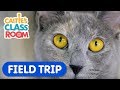 Learn how to care for pets  caities classroom field trip  animal for kids
