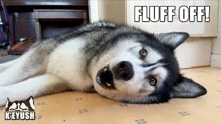 Husky Yells At Neighbours For Disturbing His Sleep!