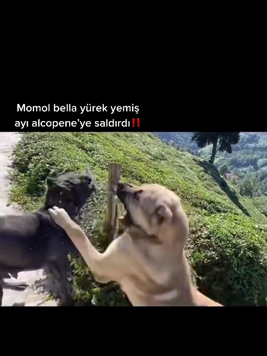 Kangal attack cane corso real fight #RecepBayraktar #Kangal #CaneCorso