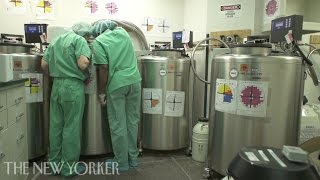 Egg Freezing: A Hope, Not a Promise A Reality Check On The Fertility Promises Of Egg Freezing Podcast