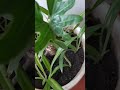 Что происходит с моим филодендроном Селло? #plants #филодендрон