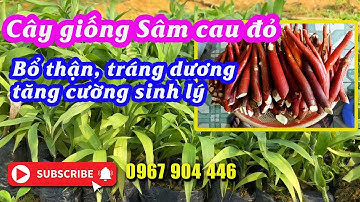 Cây giống sâm cau bổ thận tráng dương tăng cường sinh lý - 0967 904 446
