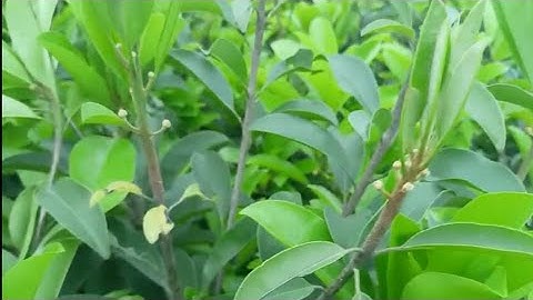 Hồng Xiêm Xoài (Sapoche) Cây Choai 1 Năm Tuổi 📲0982149636@TRANTRONGPHAM