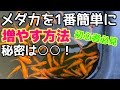 1番簡単なメダカの増やし方！針子、稚魚を超簡単に育てる方法！PSB、GW、メチレン、水替え必要なし！メダカ睡蓮ビオトープ