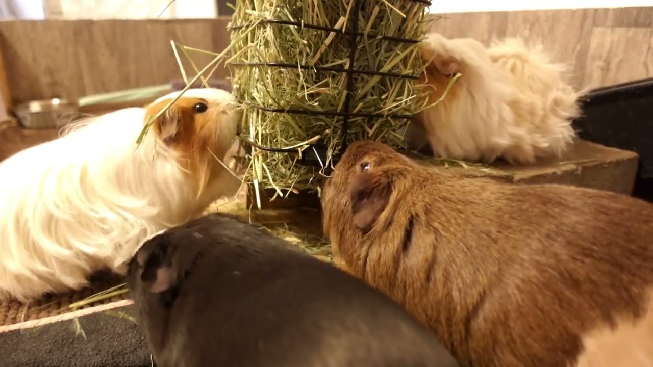 MEERSCHWEINCHEN!!!!! #vlog #alltag #xxl #hundeliebe #dailyvlog #dschungelcamp #guineapigs #labern