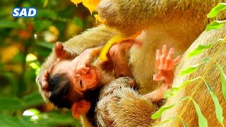 DEEPLY SAD AND HUNGRY...WHY NO MILK? A newborn baby monkey was feeling so hungry for milk.