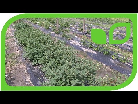 Honigbeeren (Erstbeeren®) aus dem Lubera® Gartenshop | Obstbäume & Gemüsepflanzen