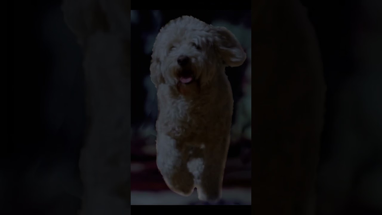 It's coming closer but with a goldendoodle #puppy #jurassicpark #edit