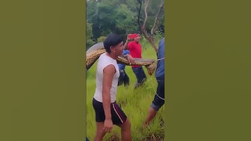 Massive 100FT Anaconda Spotted - Real or Myth? #shorts #factshorts