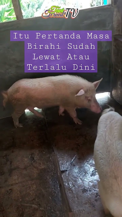 Ketika Induk Babi Tidak Mau Kawin