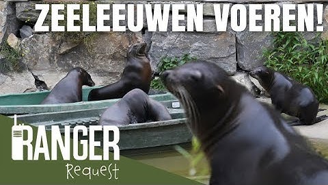 ZEELEEUWEN VOEREN! | Ranger Request