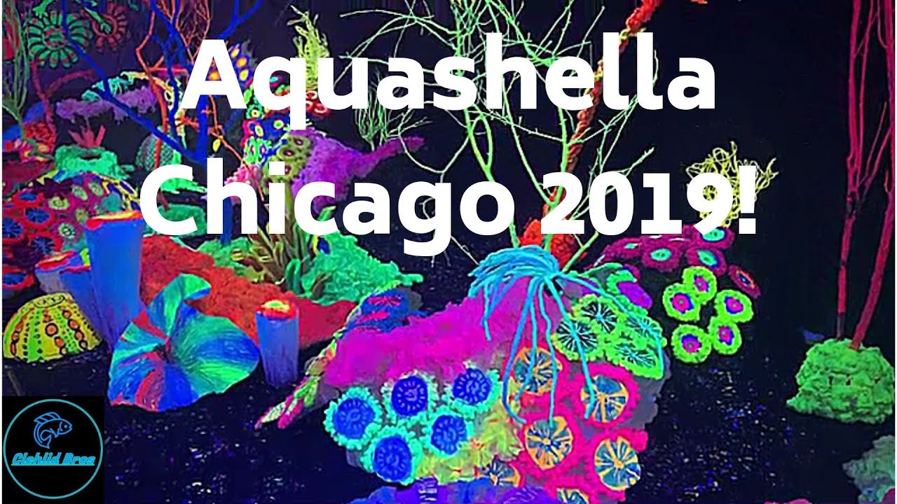 AQUASHELLA - Chicago 2019 | Cichlid Bros - YouTube