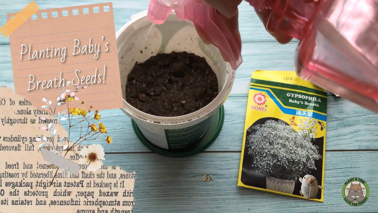 Planting Baby's Breath Seeds! 