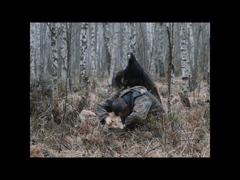 Capercaillie Attacks Man