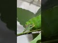 Let me keep eating#caterpillar #butterfly