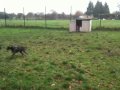 Bailey gsp puppy playing with collie