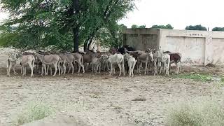 First Time Donkey Matingdonkey Mating Full Videobeautiful Donkey Breeding