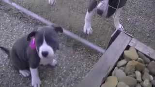 Bludozertank Kennels - Last 2 Girls For Sale.