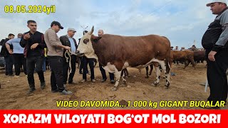 XORAZM VILOYATI BOG‘OT BOZOR GIGANT 1 TONNALIK BUQALAR NARXLARI TOSHKENTDAN ANCHA QIMMAT BOZOR EKAN.