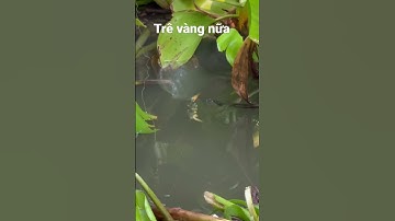 Câu cá trê vàng dưới đám lục bình #câucárôđồng #caucaro #fishing