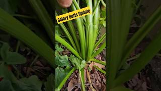 Celery Butts Update video #gardening #celery #butts #backyardgardening
Celery Butts Update.
planted celery butts at Thanksgiving and Christmas. Now its April and theyre huge!
Original video
https://youtube.com/shorts/W0bHqddS9hE?si=rMxb5cB DsnFM5j Celery Butts Update video #gardening #celery #butts #backyardgardening