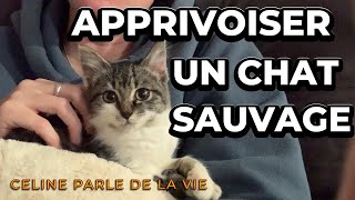 1ère semaine de notre chaton: Conseils, socialisation et vlog d'un chat.