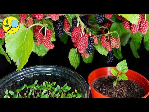 🟣 Cómo Sembrar MORAS (Morera) desde Semillas ➤ para Cultivarlas en Maceta o en Tierra hqdefault
