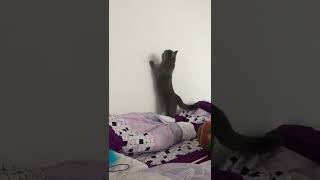Funny cat catching a ghost on the wall