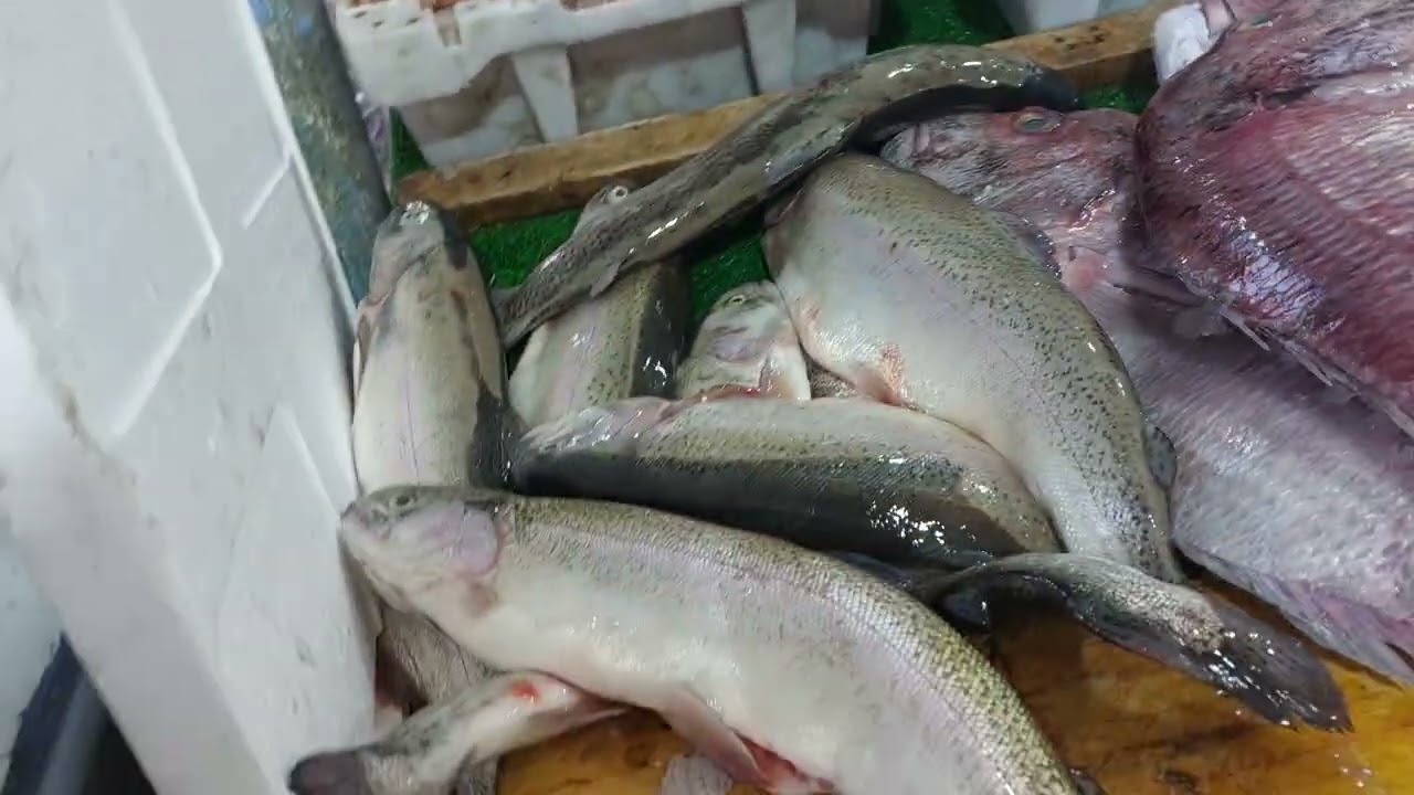 مرحبا بالجميع ليوم 02/03/26 خير مجود دخلوا تسمعوا الأثمنة 0691463136