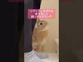 ご飯待ちウサギさんがかわいすぎた #うさぎのうい #bunny #shorts