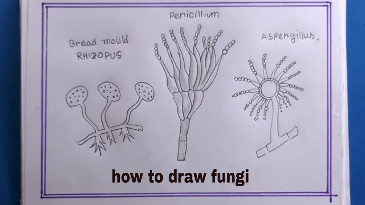 How to Draw a Mushroom  Skip To My Lou