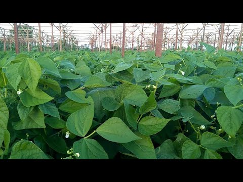 فيديو: الزراعة المصاحبة للفاصوليا - ما هي النباتات المصاحبة الجيدة للفاصوليا