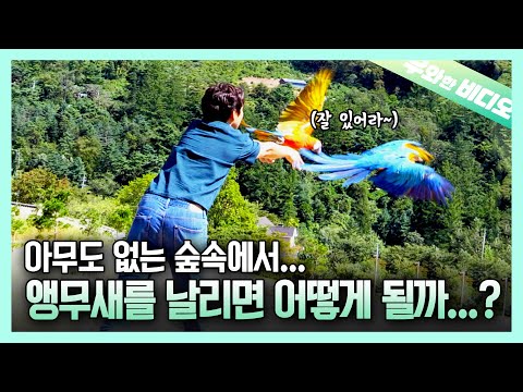 보내도~ 보내도~ 부메랑처럼 돌아오는 앵무새 듀오🦜