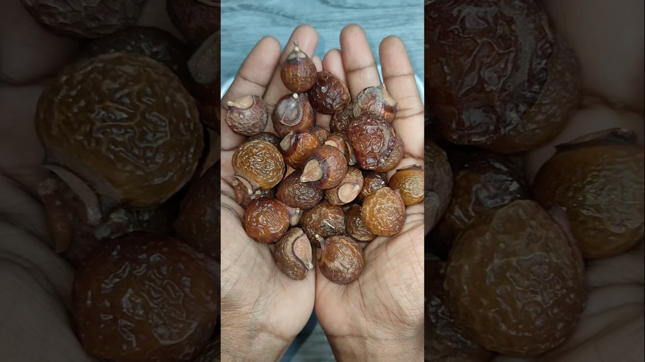 சோப் பெர்ரி🍒/ Soap berry / Soap nuts / Reetha / Indian soap berry 