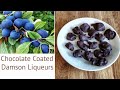 Making Chocolate Coated Damson Liqueurs