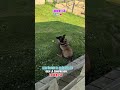 bien écoute la vidéo afin de bien là comprendre LORIENT 56 malinois GUN