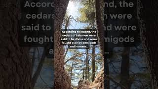 Legends Of Lebanon: The Cedar Tree 🌲🇱🇧