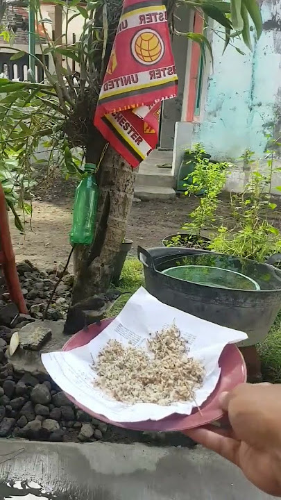 Cara melatih kolibri Black Sunbird Jinak