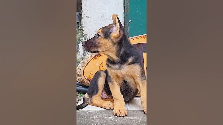 Kaiser – Chó Becgie F1 Lai Bản Địa, Thông Minh & Dễ Nuôi, Hoàng Đế Nhí Trung Thành 🐶👑