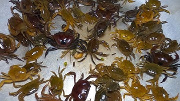 Thảo Cady ra suối bắt cá và các con vật, con cua, con cá vàng, cá koi, cá chuối -Part229