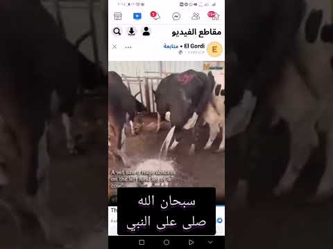 سبحن الله بقرة يخرج الحليب من رجلها