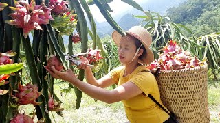 Harvesting dragon fruit gardens, tending ducks and dogs - Daily life - Lý Thi Sai