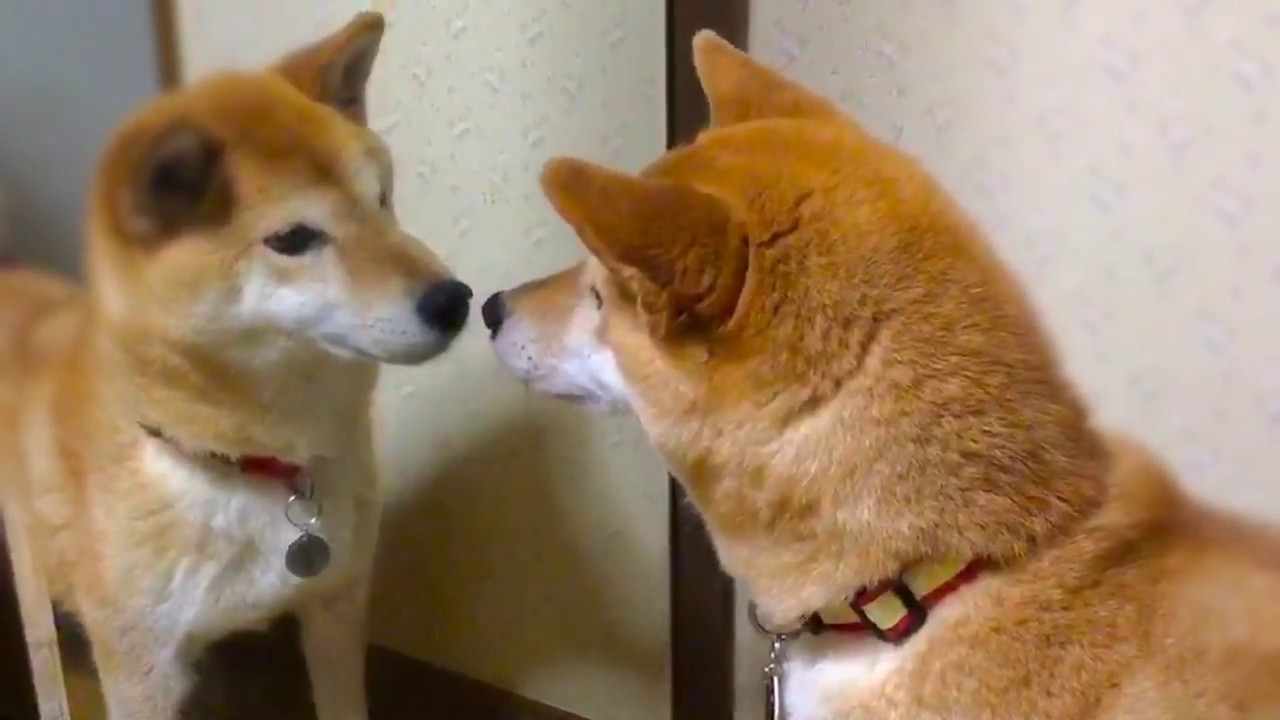 酔しれる柴犬 保護犬すみれさん YouTube